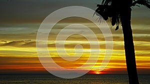 Silhouette of a coconut palm tree against the backdrop of a beautiful sunset on a tropical beach.