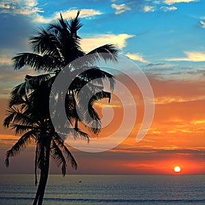 Silhouette coconut palm tree against backdrop magnificent sunset