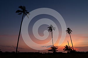 .Silhouette coconut palm tree with the colorful sky