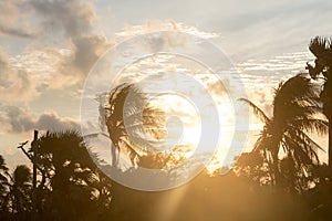 Silhouette coconut palm tree by dark back Lit skylight sun sunlight sunset. Dramatic atmospheric mood background. Dusk to night