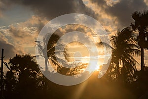 Silhouette coconut palm tree by dark back Lit skylight sun sunlight sunset. Dramatic atmospheric mood background. Dusk to night