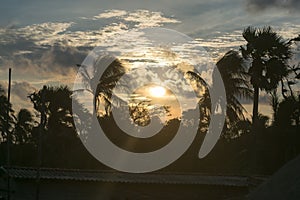 Silhouette coconut palm tree by dark back Lit skylight sun sunlight sunset. Dramatic atmospheric mood background. Dusk to night