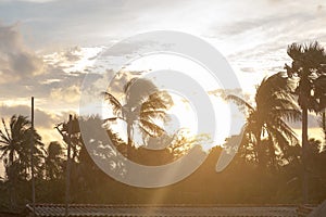 Silhouette coconut palm tree by dark back Lit skylight sun sunlight sunset. Dramatic atmospheric mood background. Dusk to night