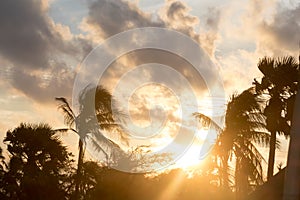 Silhouette coconut palm tree by dark back Lit skylight sun sunlight sunset. Dramatic atmospheric mood background. Dusk to night