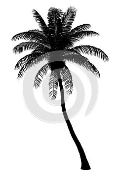 Silhouette of coconut palm tree isolated on white