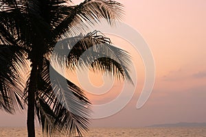 Silhouette coconut palm tree on sea and sunset sky background