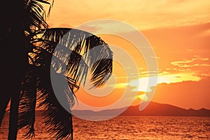 Silhouette coconut palm tree sunset ocean on the tropical beach sea summer orange sky and islands