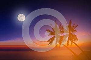 Silhouette coconut palm trees on beach with the moon