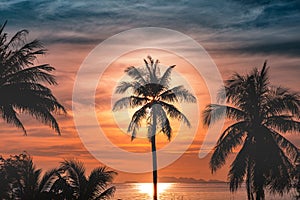 Silhouette coconut palm trees on beach at sunset