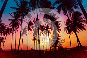 Silhouette coconut palm trees on beach at sunset.