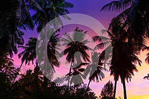 Silhouette coconut palm trees on beach at sunset. La Digue Island, Seychelles