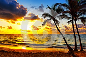 Silhouette coconut palm trees on beach at sunset in Punta Cana, Dominican Republic