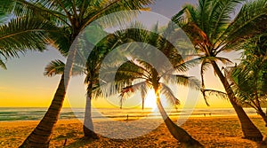 Silhouette coconut palm trees on beach at sunset or sunrise sky over sea Amazing light nature colorful landscape