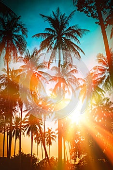 Silhouette coconut palm trees on beach at sunset. Vintage tone