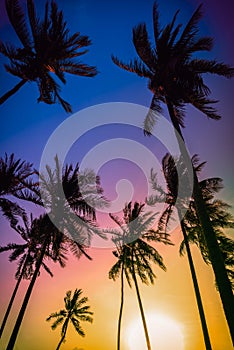 Silhouette coconut palm trees on beach at sunset.