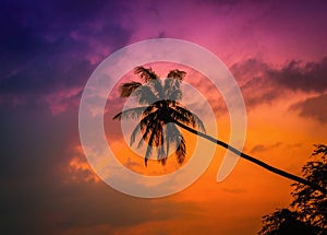 Silhouette coconut palm trees on beach at twilight