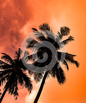 Silhouette of coconut palm trees on colorful sun set