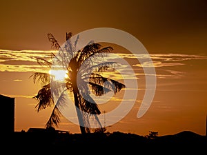 Silhouette of coconut palm trees on colorful sunset tropical.