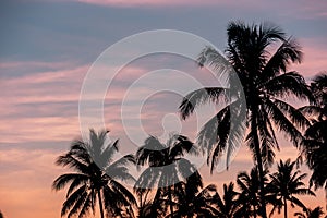 Silhouette of Coconut palm trees at a field in Tagkawayan, Quezon, Philippines during sunset. Rustic and tranquil landscape