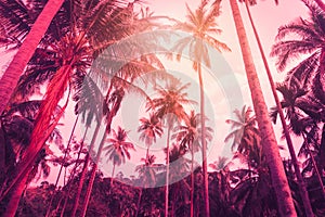 Silhouette coconut palm trees with sunset and flare sky background