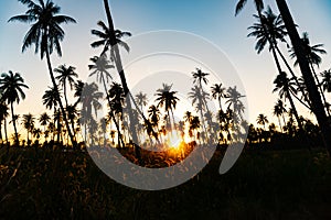 Silhouette coconut palm trees with sunset.