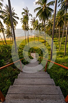 Silhouette coconut palm trees at sunset or sunrise sky over sea Amazing light nature colorful landscape Beautiful light nature sky