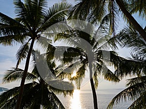 Silhouette coconut palm trees at sunset or sunrise sky over sea Amazing light nature colorful landscape Beautiful light nature sky