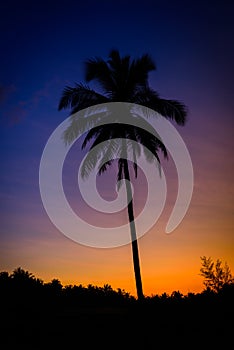 Silhouette coconut palm trees at twilight time