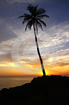 Silhouette of coconut palm under sunset sky