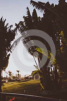 Silhouette of coconut at the park with shadow in grass at sunset time