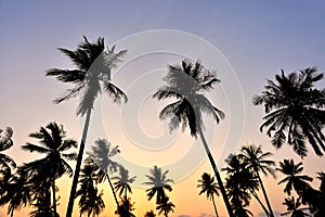 Silhouette of coconut tree