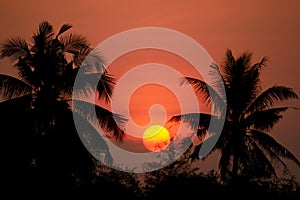 Silhouette of  coconut tree with a sun set in the background
