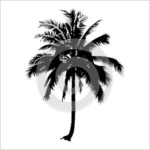 Silhouette coconut tree. vector logo design. natural plant