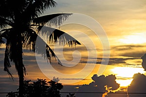 Silhouette of coconut trees on the beach