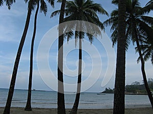 Silhouette of coconut trees on the beach