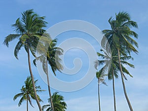 Silhouette of coconut trees on the beach