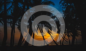 Silhouette of coconut trees shadow  in sunset time