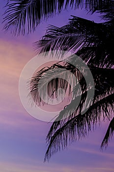 Silhouette of coconut trees with twilight sky