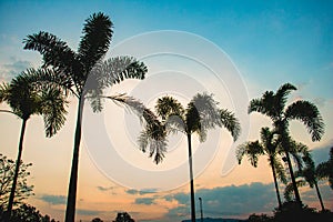 Silhouette coconuttrees on sunset background.