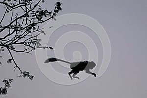 Silhouette: Colobus monkey leaps between trees at dusk