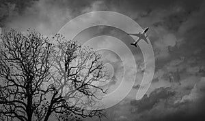Silhouette commercial airplane on grey sky and clouds with death tree. Failed vacation. Hopeless and despair concept. Moody sky