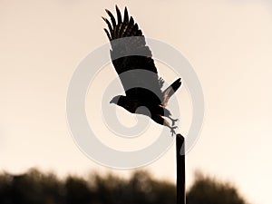 Silhouette of common buzzard