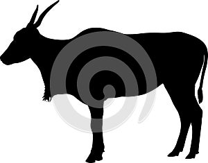 Silhouette of Common eland