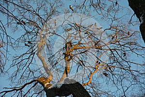 Silhouette of Common raven sitting on a tree