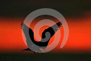 Silhouette of Common Terns (sterna hirundo) on red sunset background