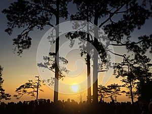 Silhouette concept , many people waiting to see sunset with pine