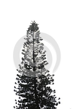 Silhouette of coniferous tree