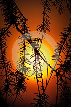 Silhouette of coniferous tree branches on background of evening orange sunset