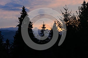 Silhouette of coniferous trees against a beautiful sunset in the