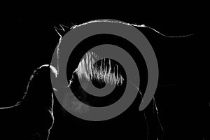 Contour of two horses with long mane at a black background with back lighting. Andalusian stallion and minipony